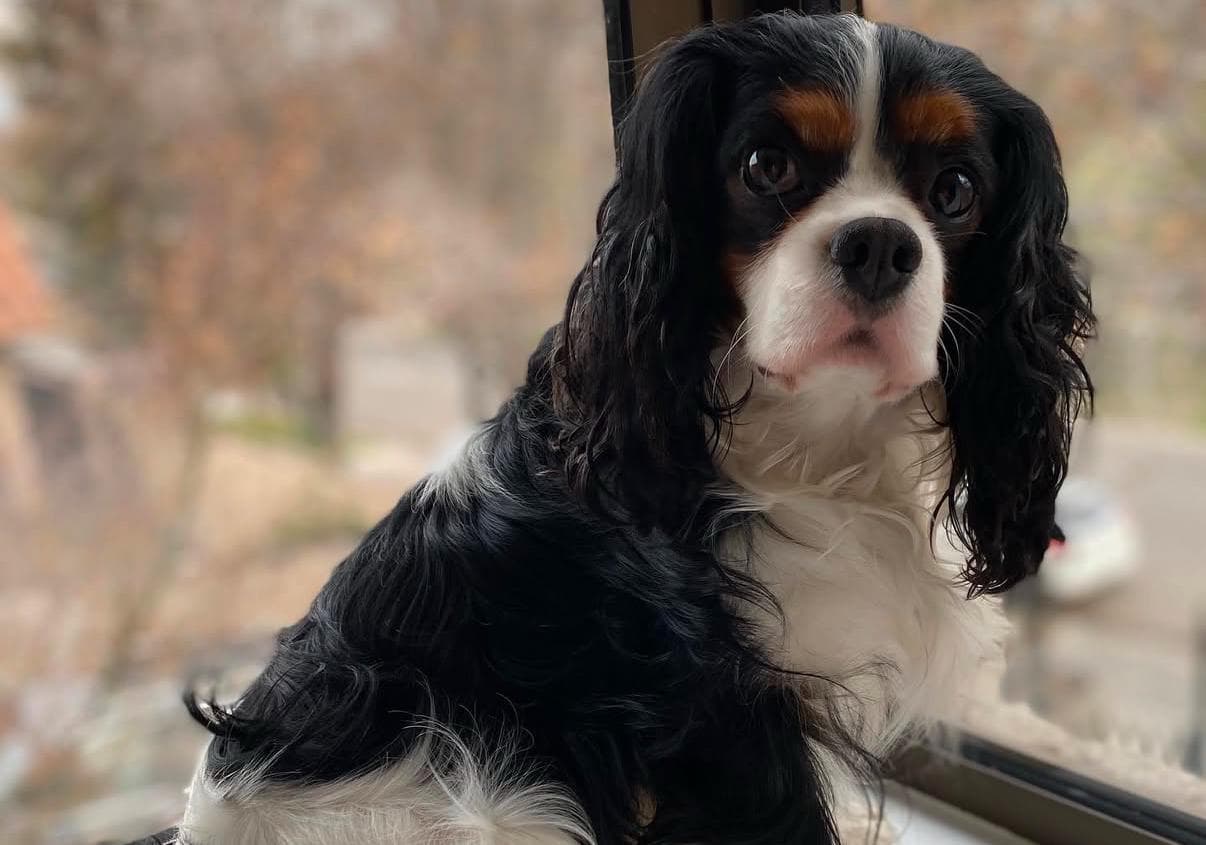 Foka - Cavalier King Charles Spaniel